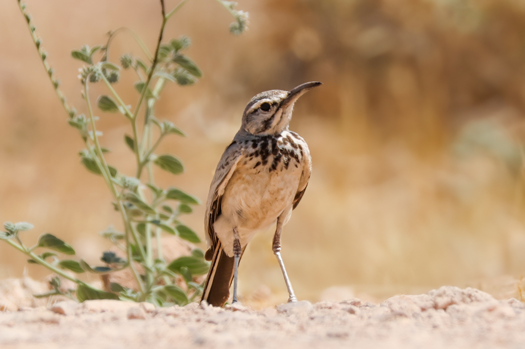 Greater Hoopoe-Lark