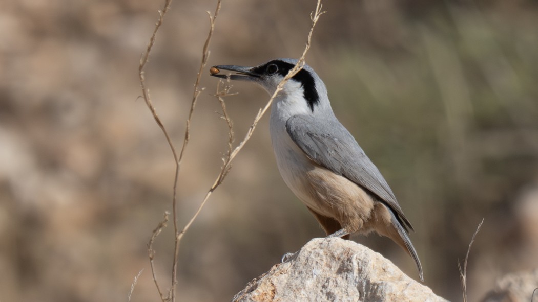 Eastern Rock Nuthatch