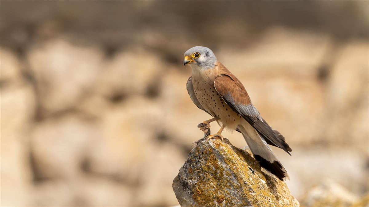 Lesser Kestrel