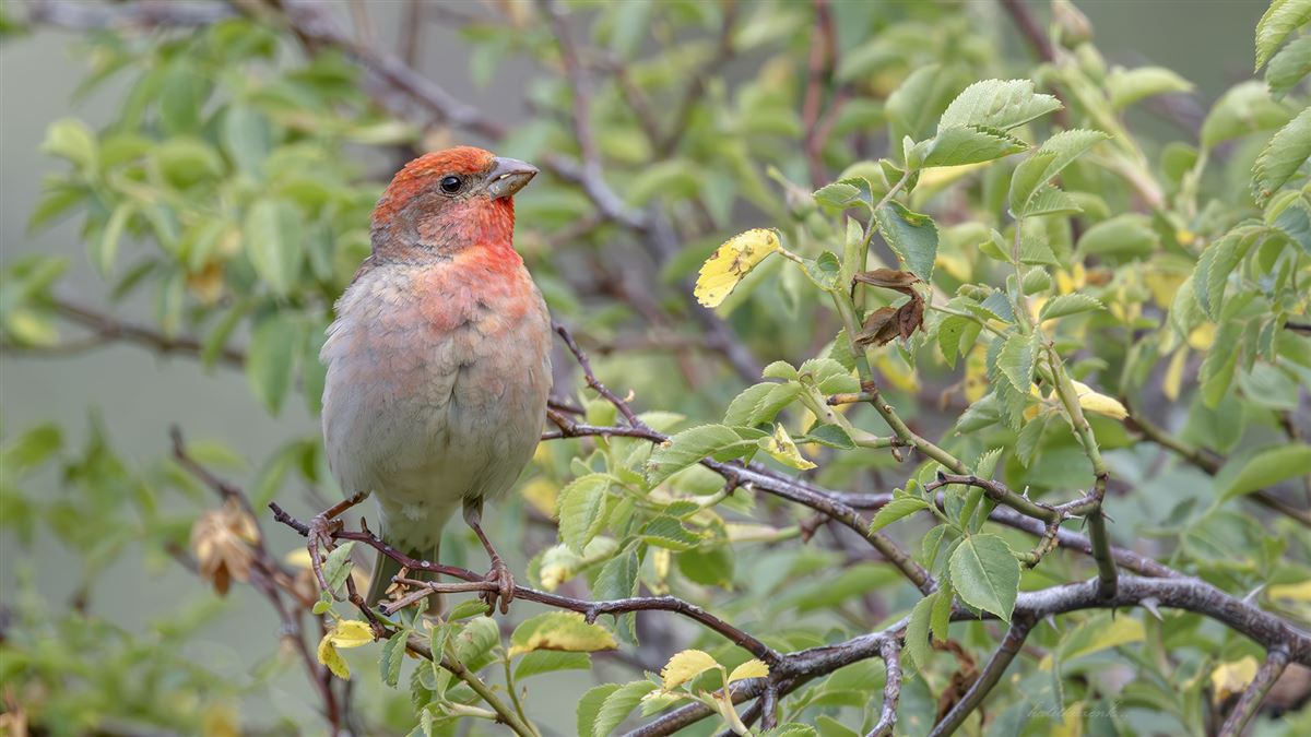 Common Rosefinch