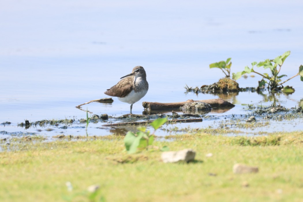 Green Sandpiper