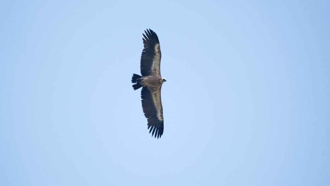 Griffon Vulture