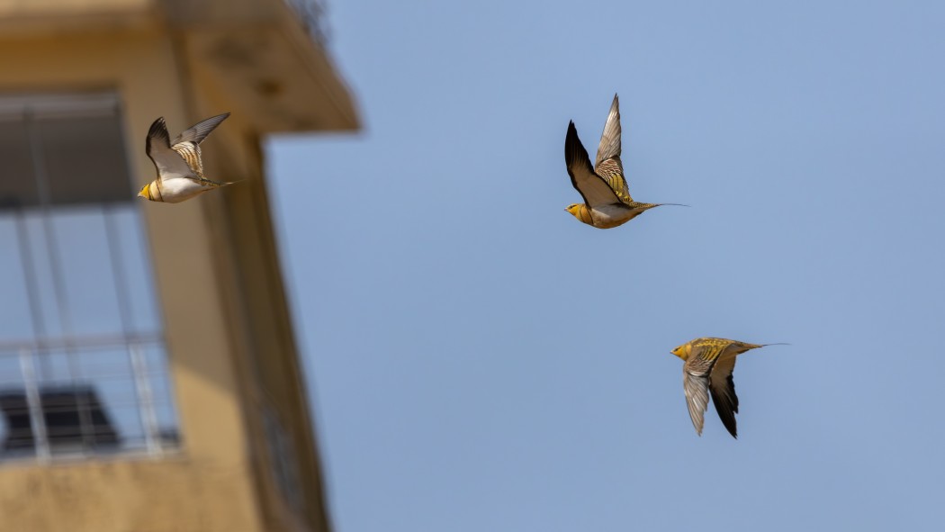 Pin-tailed Sandgrouse