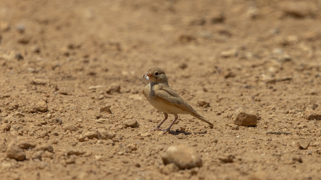 Bar-tailed Lark