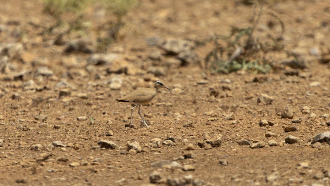 Cream-colored Courser