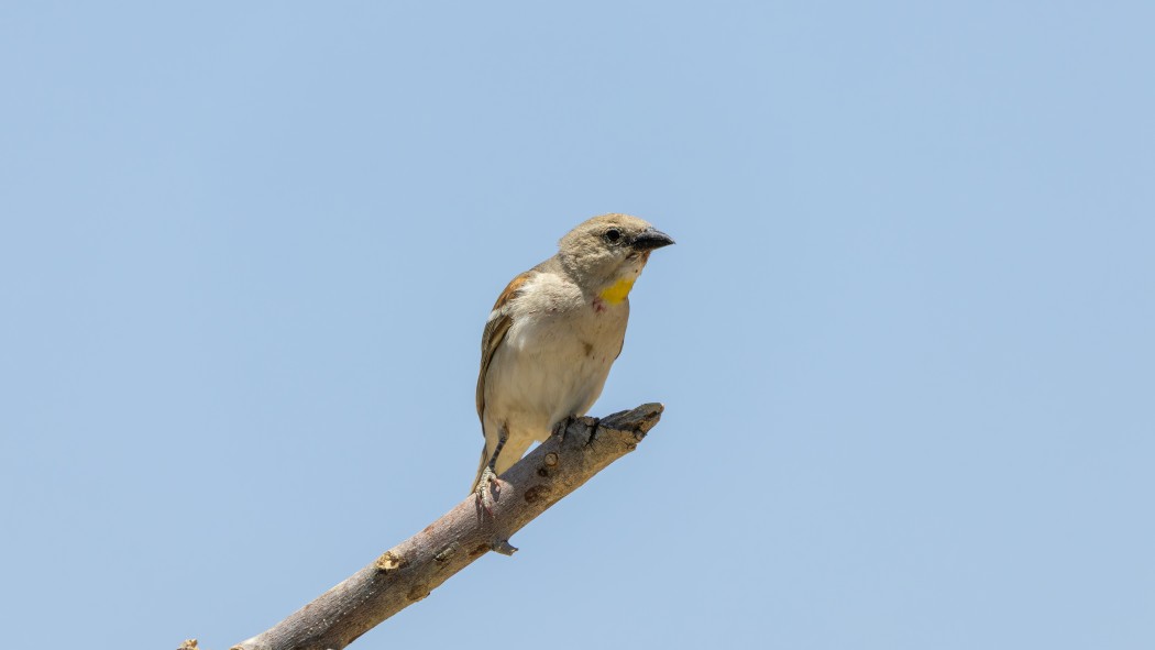 Yellow-throated Sparrow