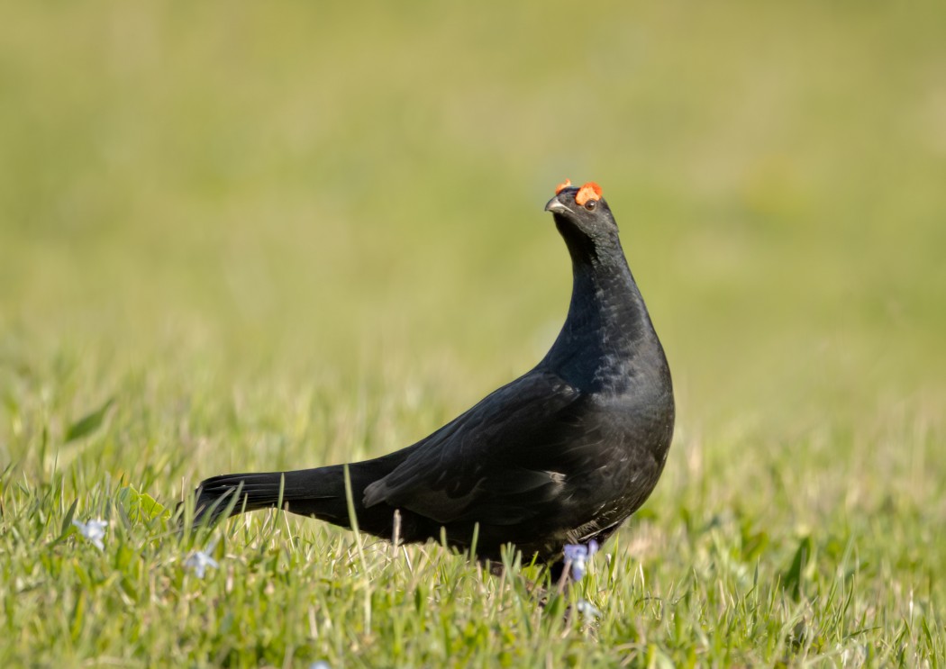 Caucasian Grouse
