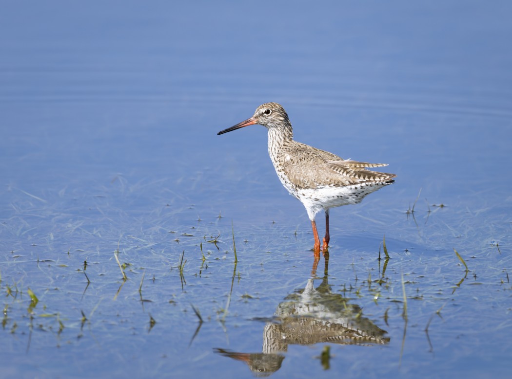 Common Redshank