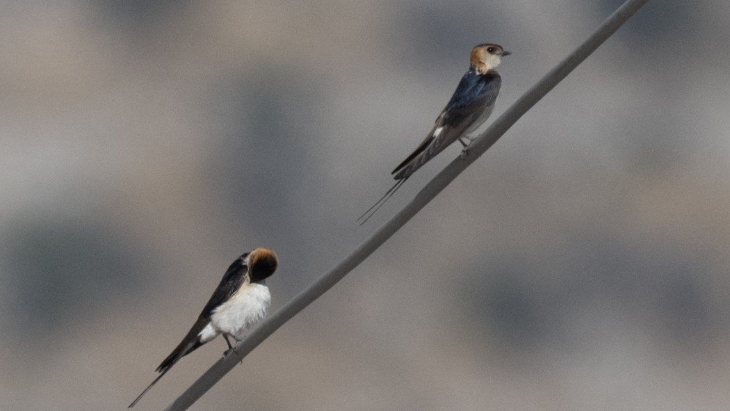 European Red-rumped Swallow