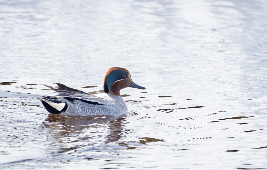 Eurasian Teal