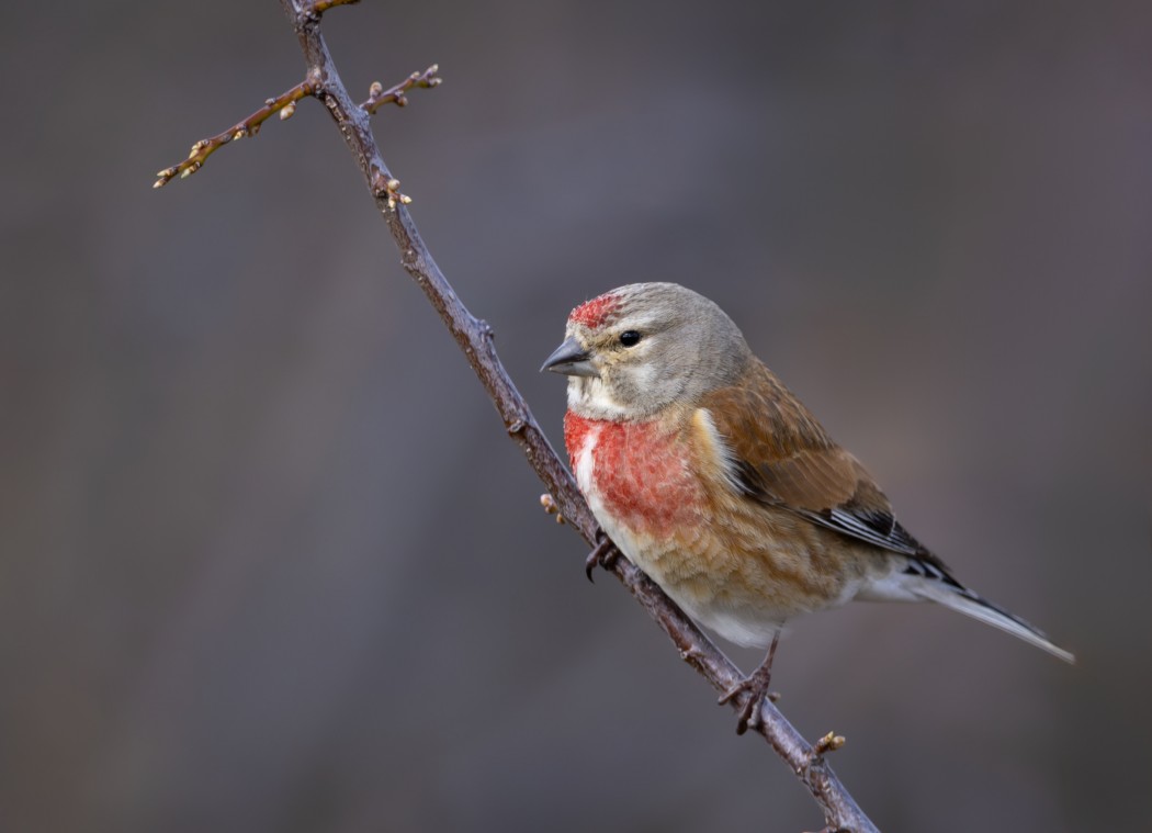Common Linnet