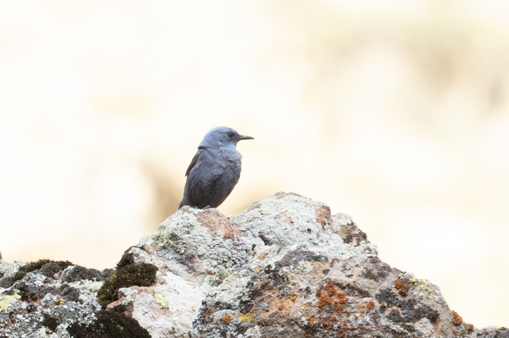 Blue Rock Thrush