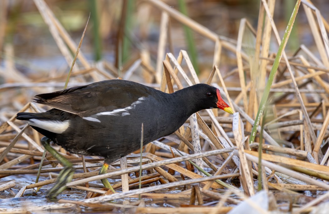 Common Moorhen