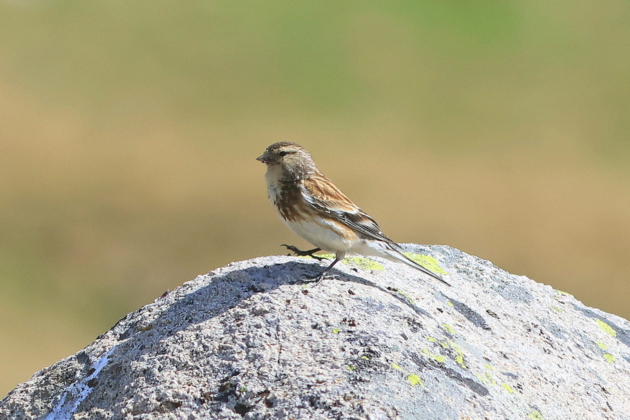 Twite