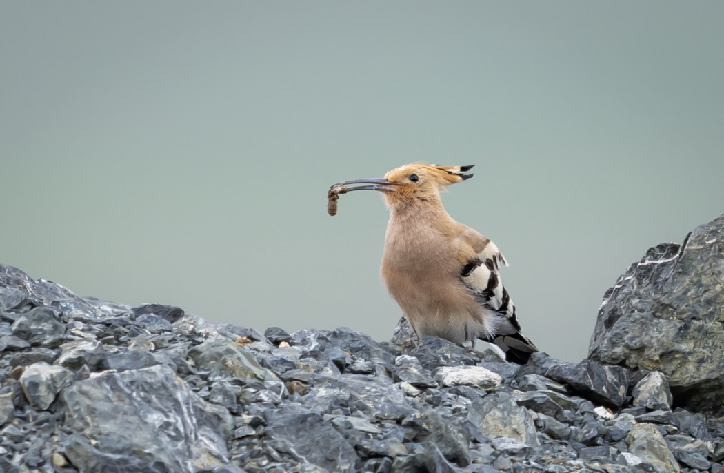 Common Hoopoe