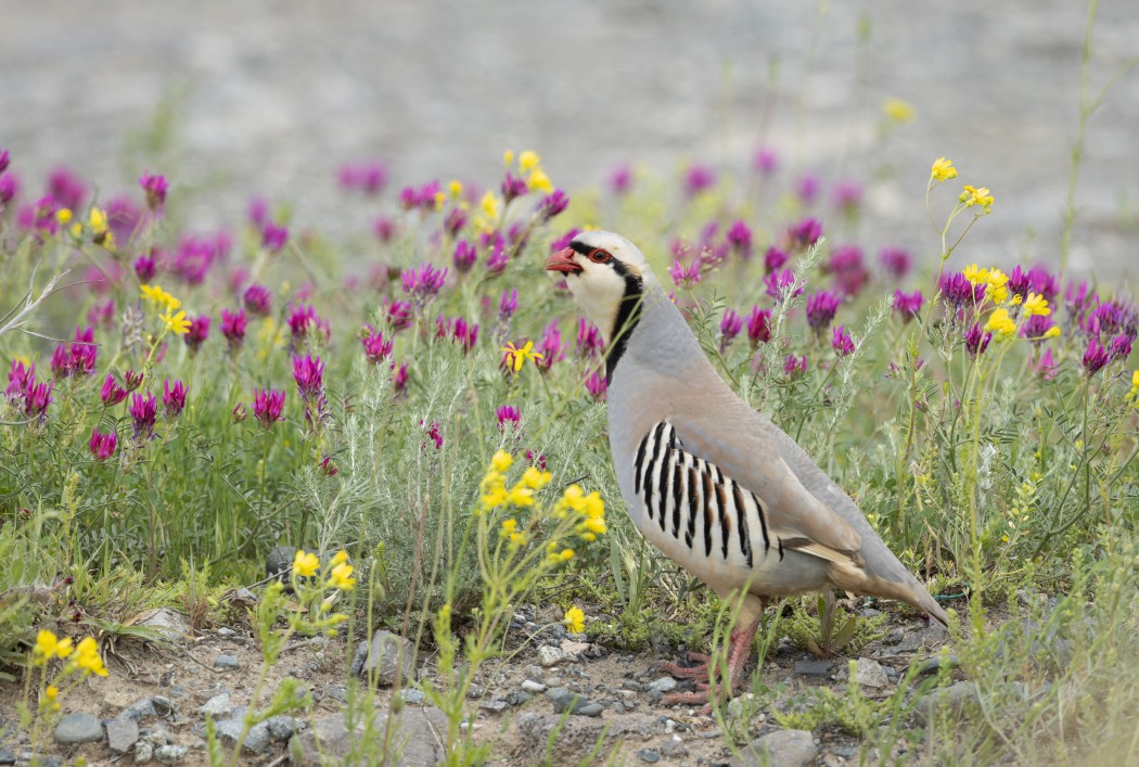 Chukar Partridge