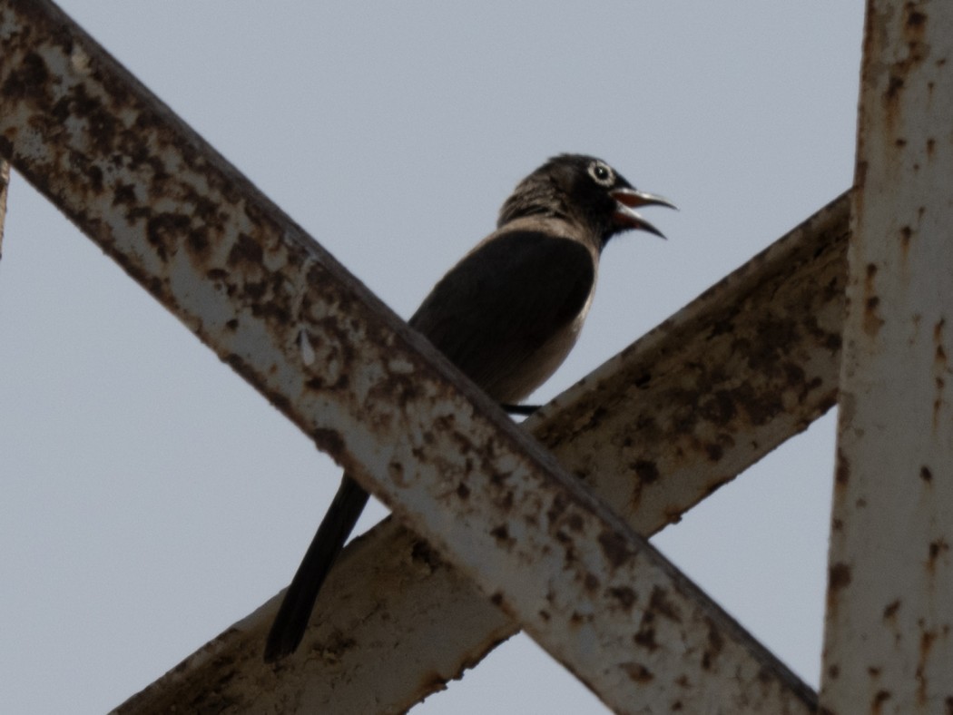 White-spectacled Bulbul