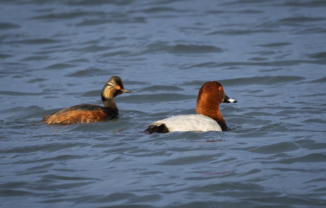 Black-necked Grebe