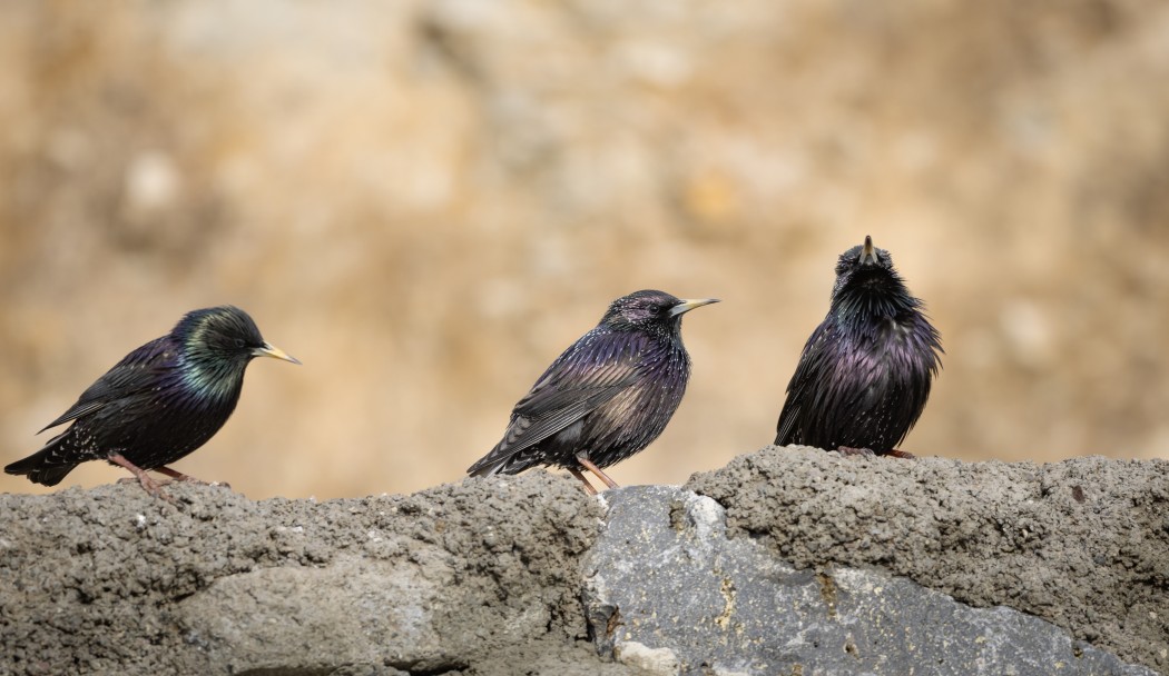 Common Starling