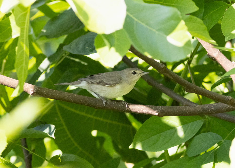 Garden Warbler