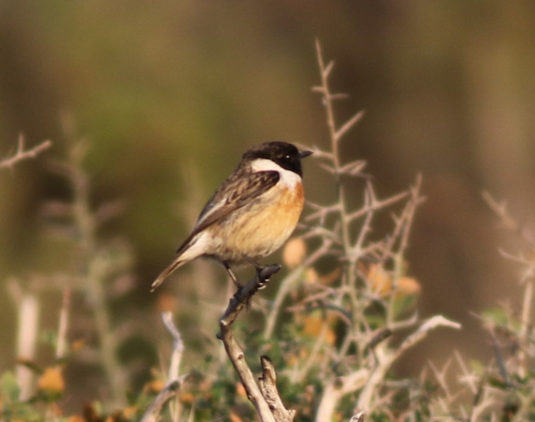 European Stonechat