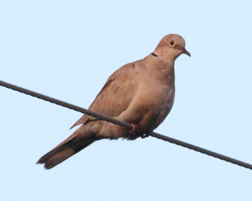 Eurasian Collared Dove