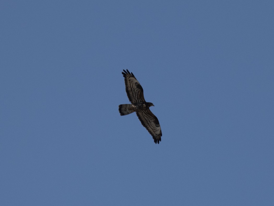 European Honey Buzzard