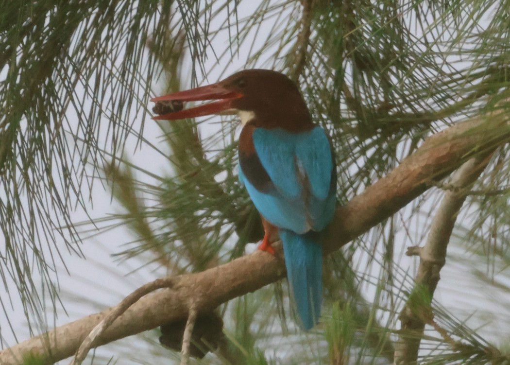 White-throated Kingfisher