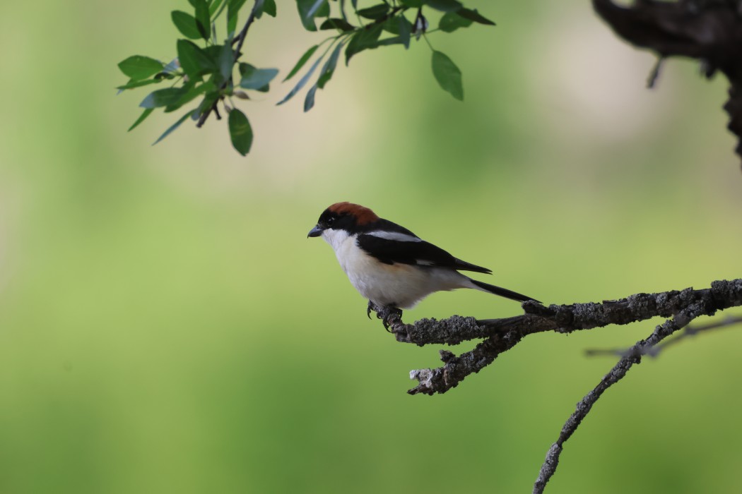 Woodchat Shrike
