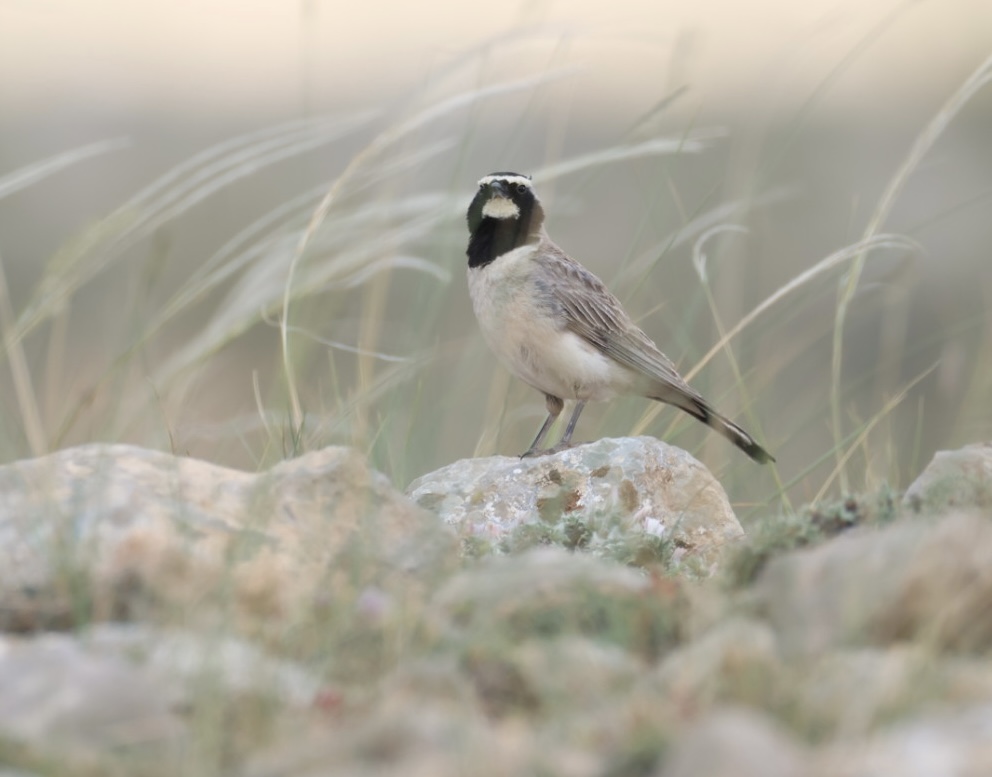 Horned Lark