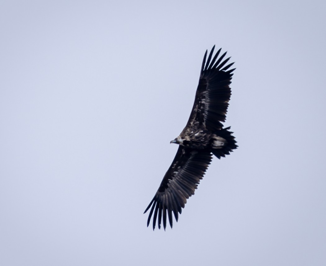 Cinereous Vulture