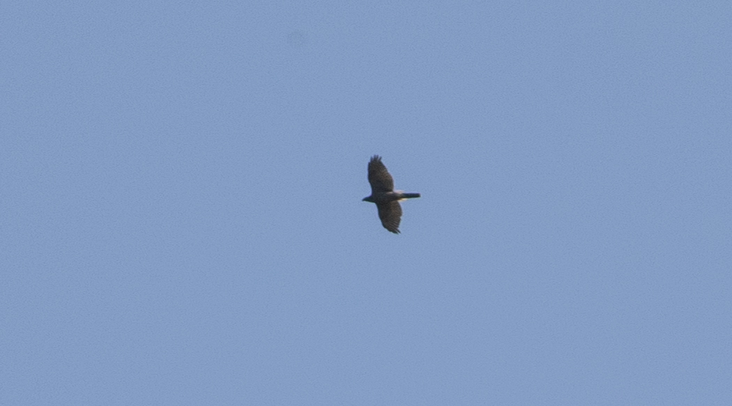 Eurasian Goshawk