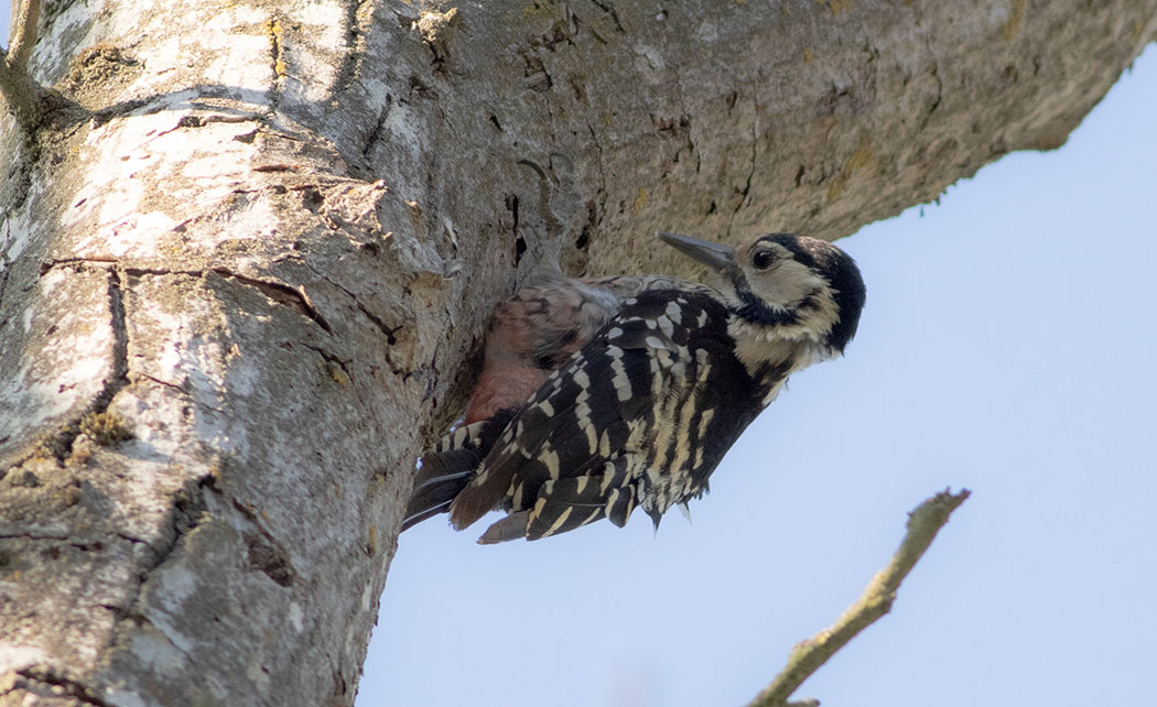 White-backed Woodpecker