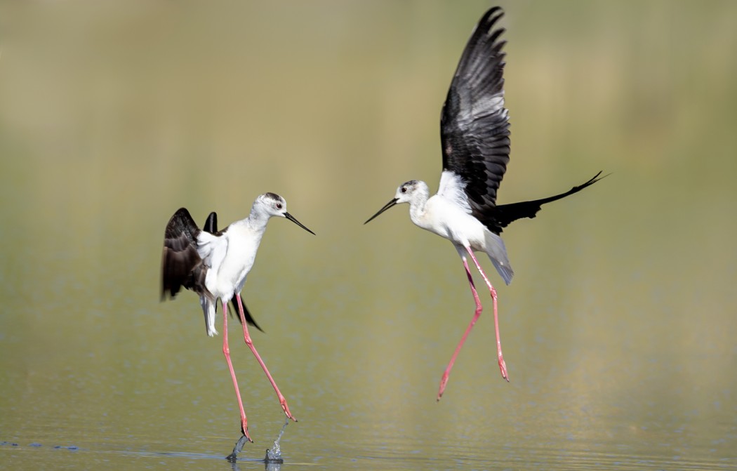 Black-winged Stilt