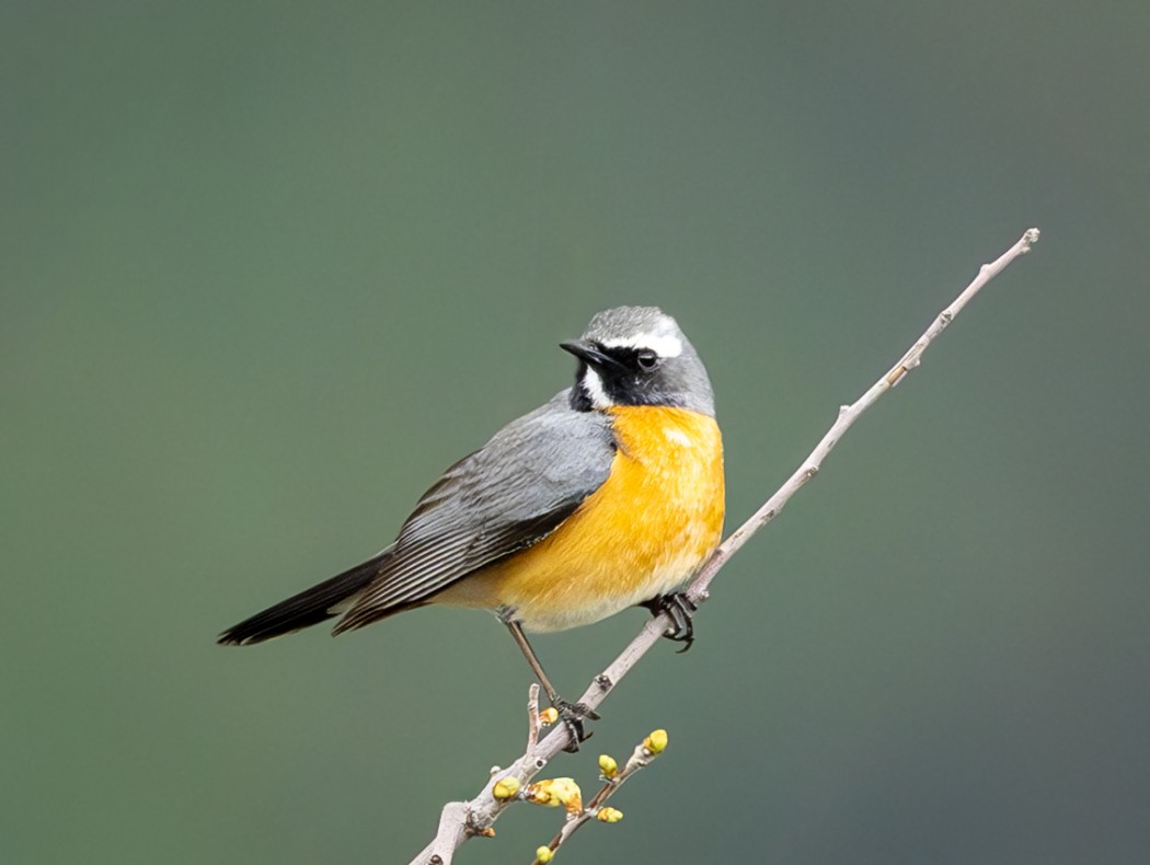 White-throated Robin