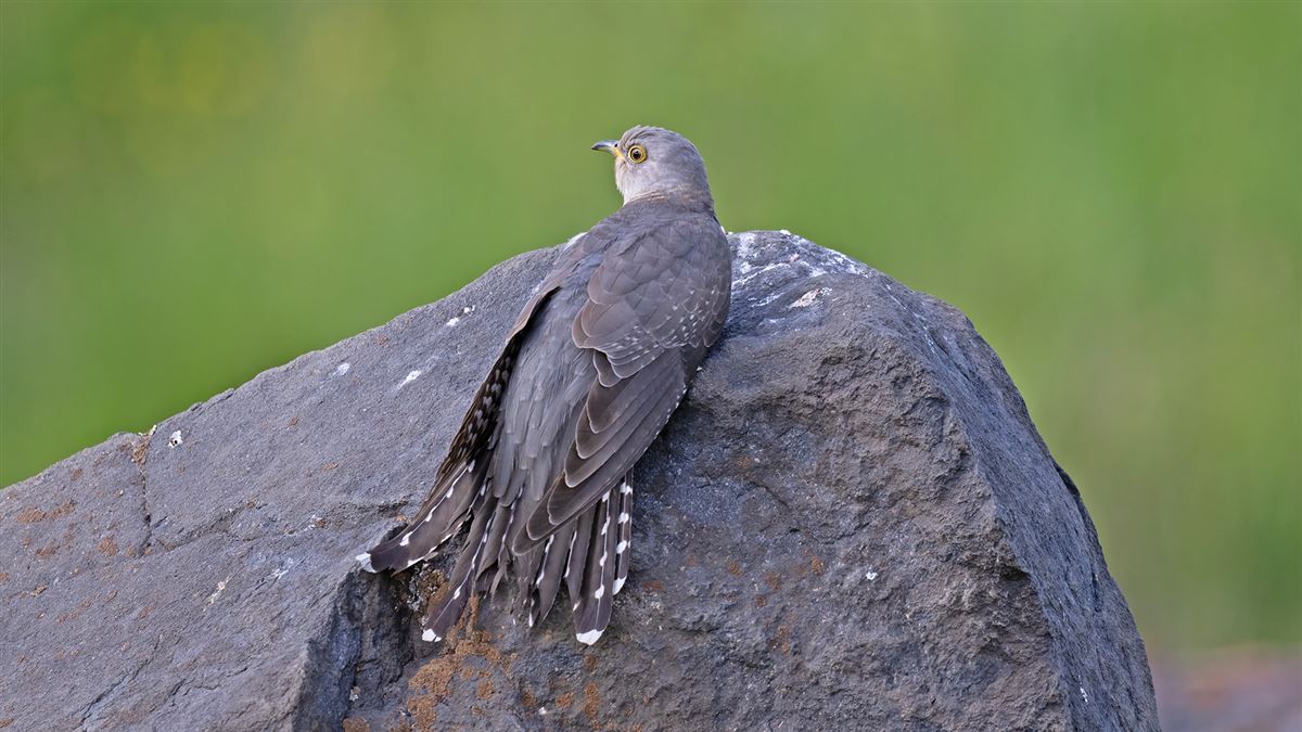Common Cuckoo