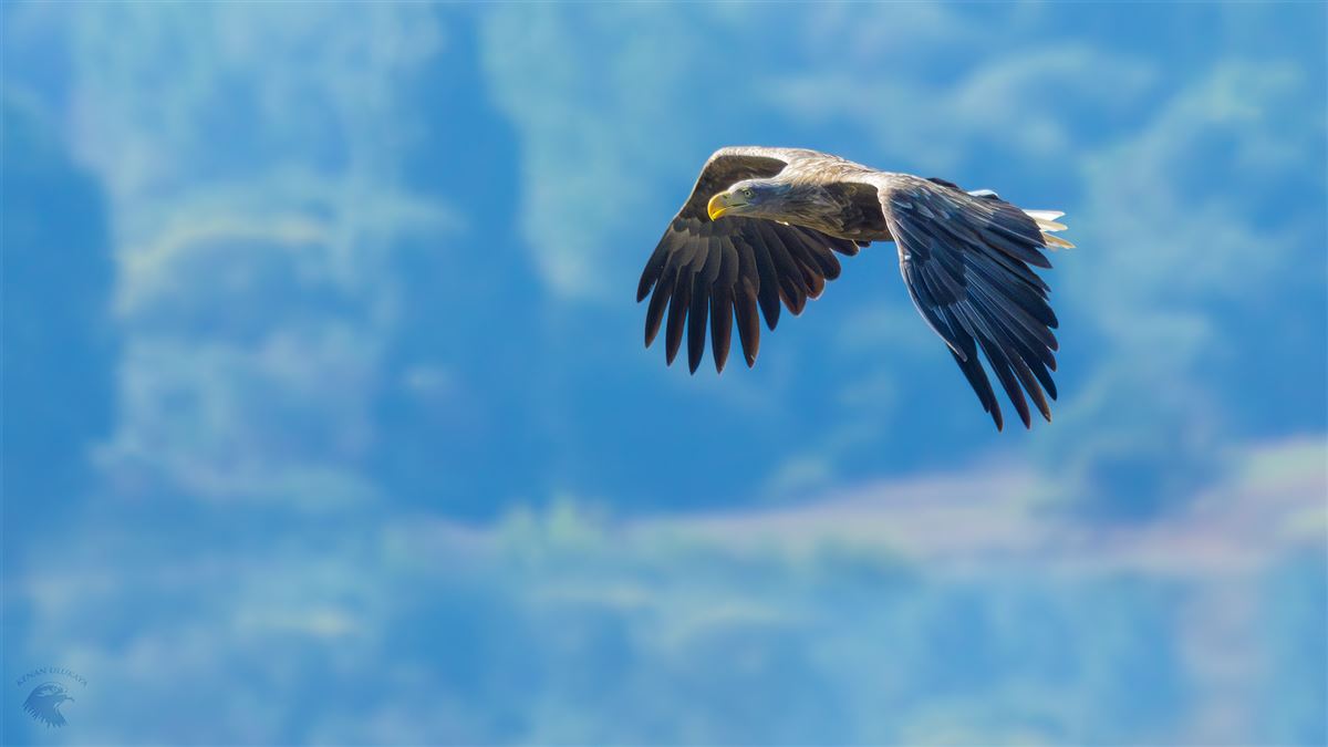 White-tailed Eagle