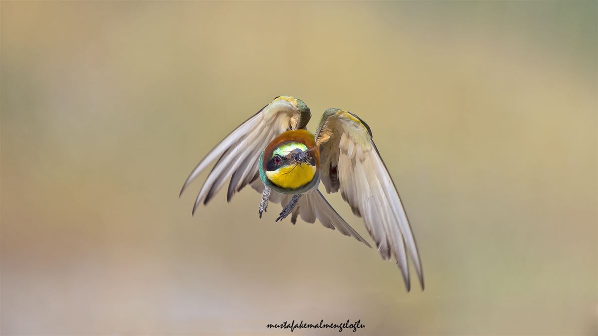 European Bee-eater