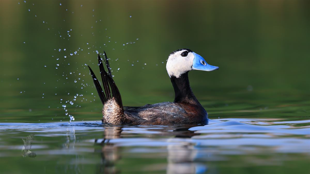 White-headed Duck