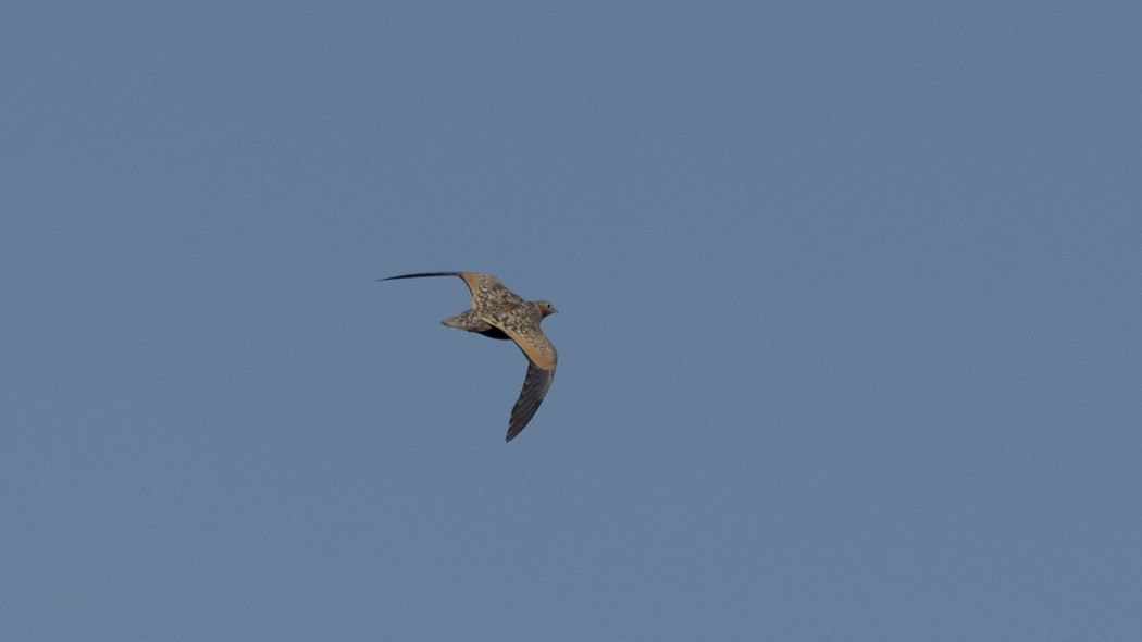 Black-bellied Sandgrouse