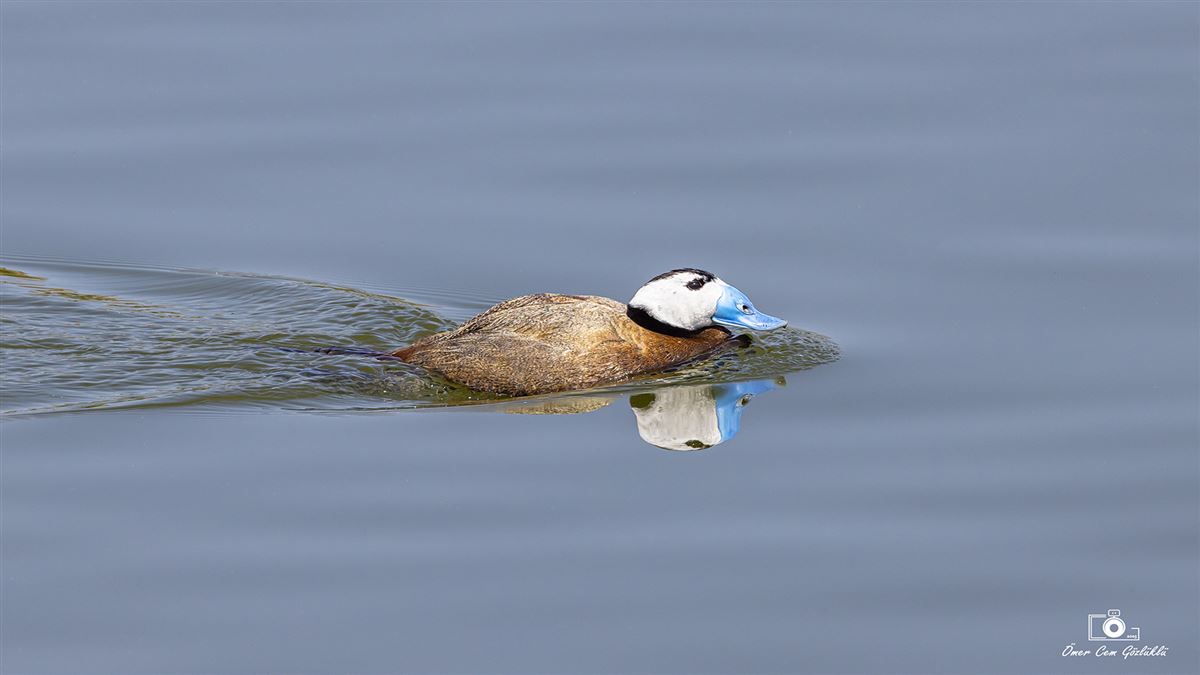 White-headed Duck