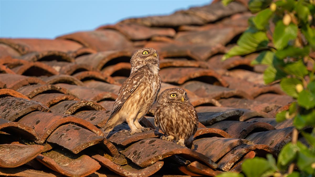 Little Owl