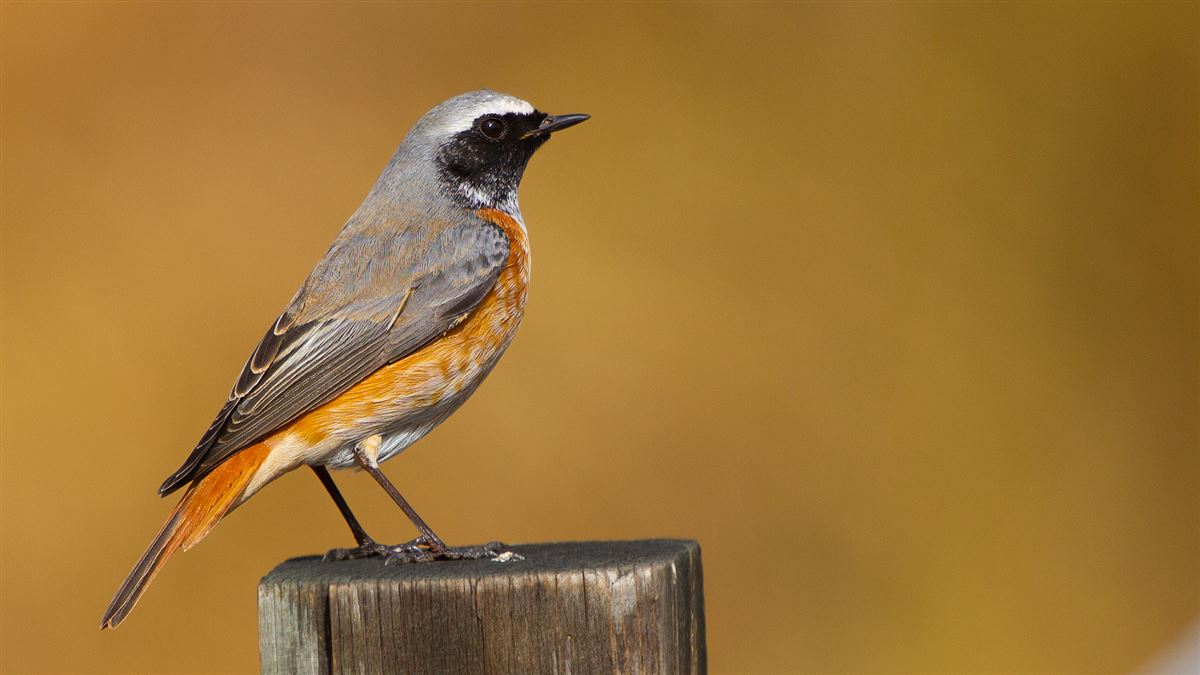 Common Redstart
