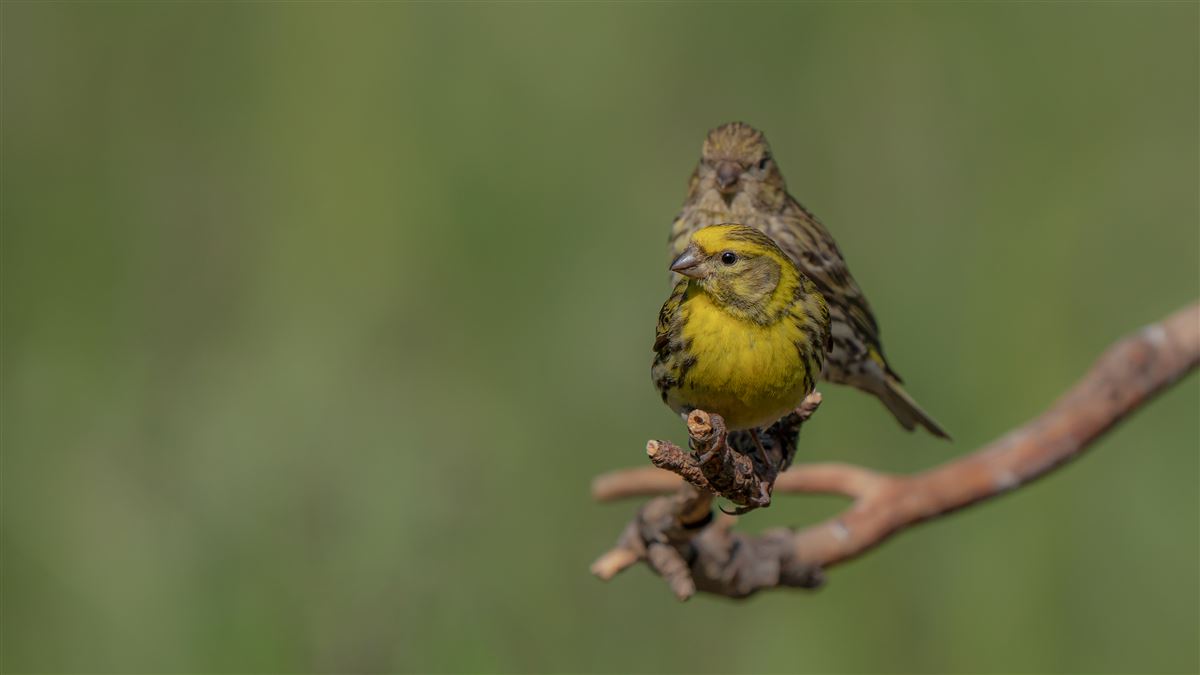 European Serin