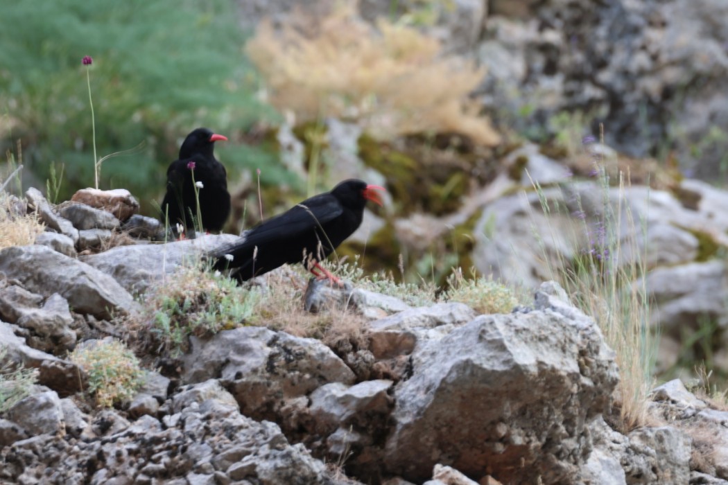 Red-billed Chough