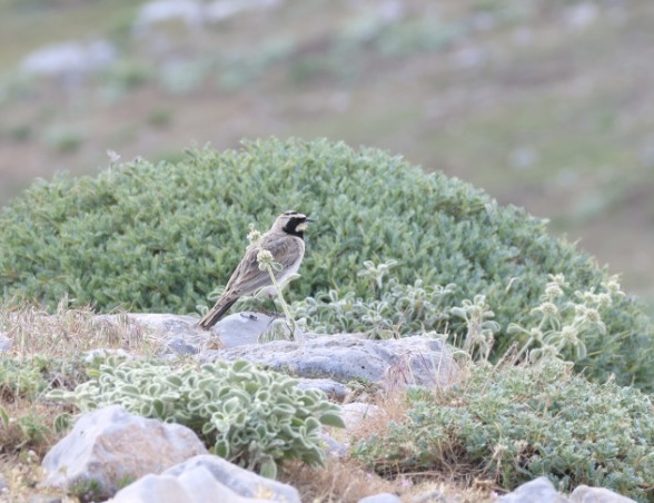 Horned Lark