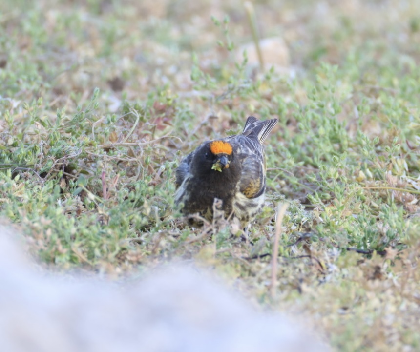 Red-fronted Serin