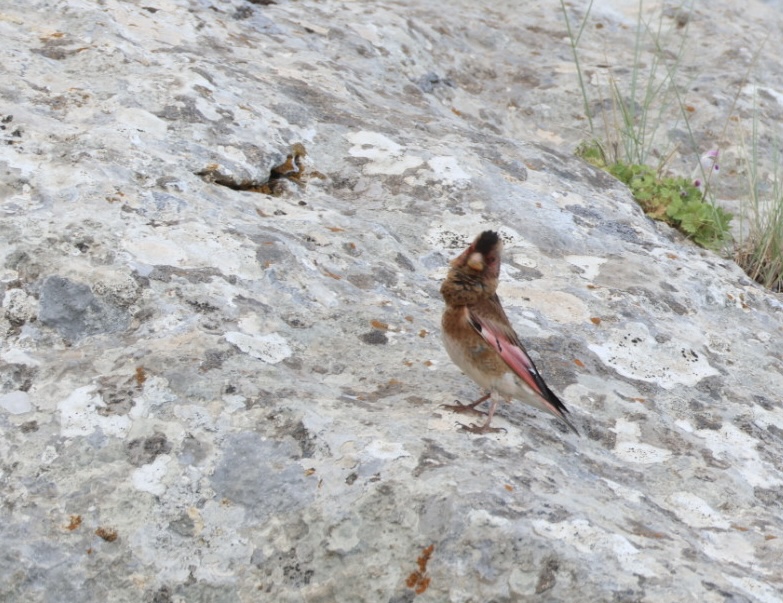 Crimson-winged Finch