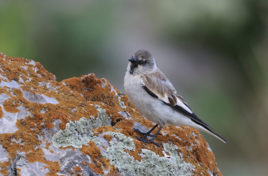 White-winged Snowfinch