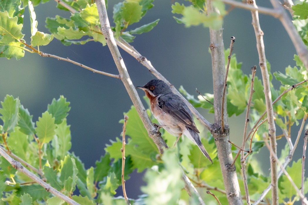 Subalpine Warbler